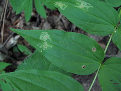 Phytomyza gentianae