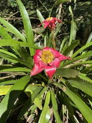 Canistrum cyathiforme