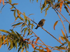 Setophaga coronata