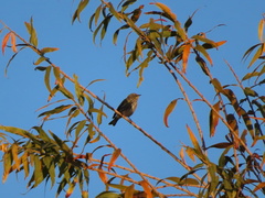 Setophaga coronata