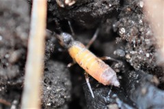 Pogonognathellus longicornis