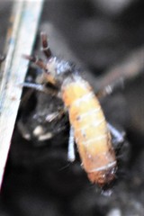 Pogonognathellus longicornis