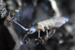 Pogonognathellus longicornis