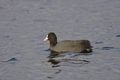 Fulica atra