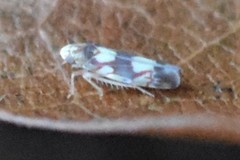 Erythroneura elegans