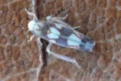 Erythroneura elegans