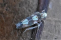 Erythroneura elegans