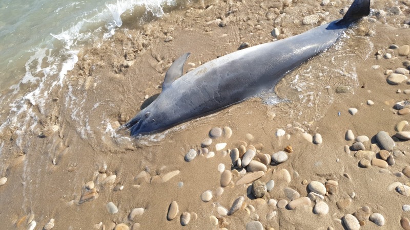 Tursiops truncatus<br>13 September, 2021