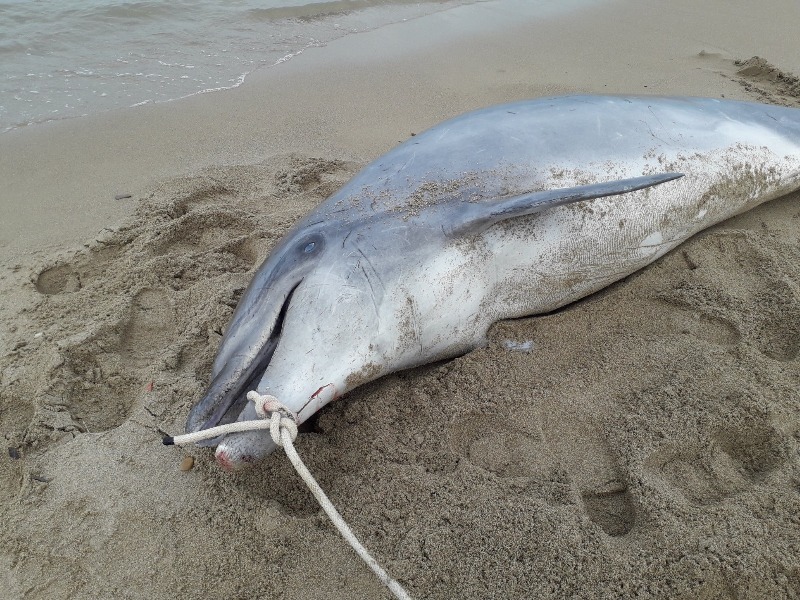 Tursiops truncatus<br>16 February, 2021