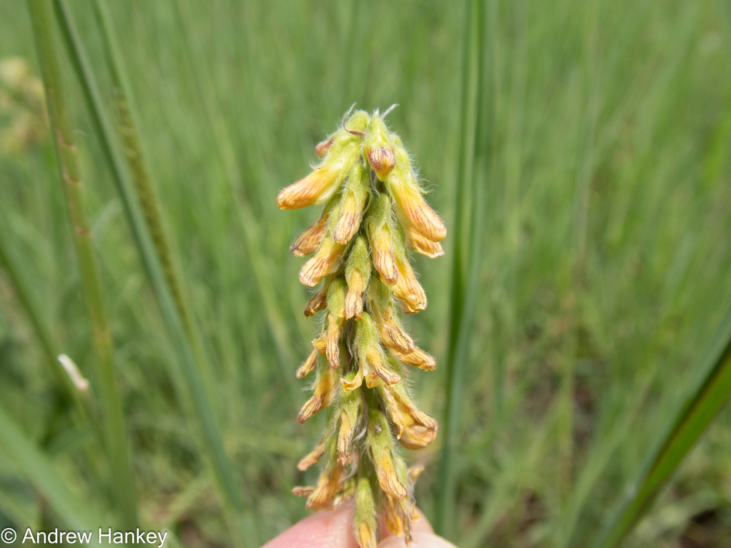 Brown from City of Johannesburg, Gauteng, South Africa on