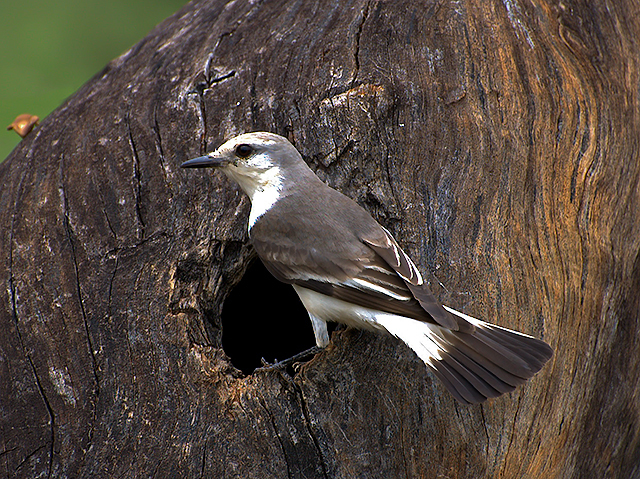 White-rumped Monjita
