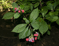 Pogonopus speciosus
