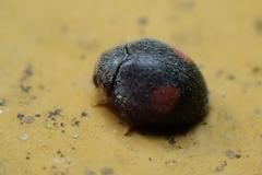 Cryptogonus orbiculus