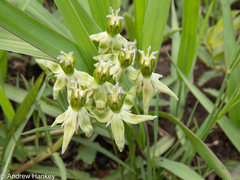 Asclepias gibba