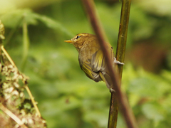 Phylloscopus umbrovirens