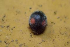 Cryptogonus orbiculus