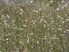 Malacothrix saxatilis