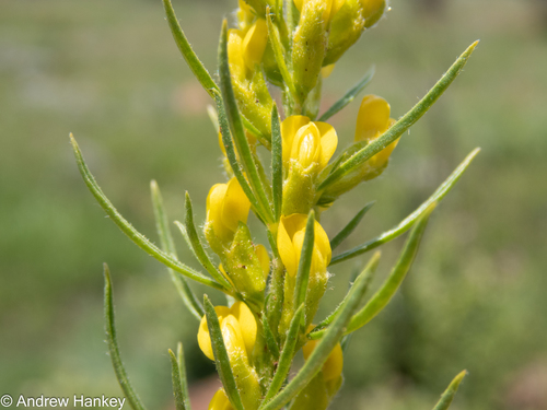 Needle Pixiepea (Melolobium wilmsii)