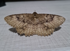 Lepidoptera