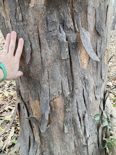 Planertree (Planera aquatica)