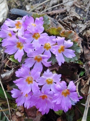 Primula boothii