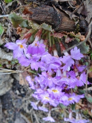 Primula boothii