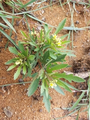 Jatropha erythropoda