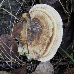 Trametes warnieri