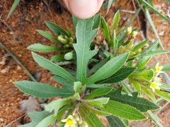 Jatropha erythropoda