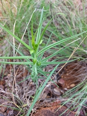 Gloriosa rigidifolia