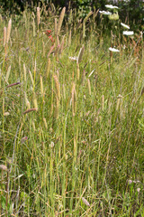 Phalaris coerulescens