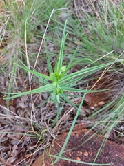 Gloriosa rigidifolia