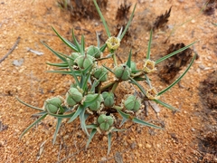 Spider Orchid (Trichadenia)