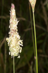Phalaris coerulescens