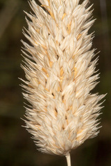 Phalaris coerulescens