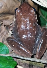 Eleutherodactylus inoptatus