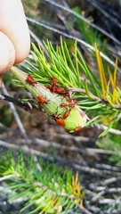 Oncopeltus fasciatus