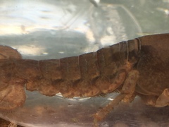 Cambarus striatus