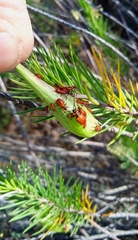 Oncopeltus fasciatus