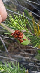 Oncopeltus fasciatus