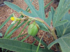Jatropha zeyheri