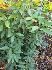 Rhododendron pseudochrysanthum