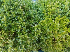 Buxus sempervirens