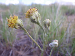Hymenopappus filifolius polycephalus