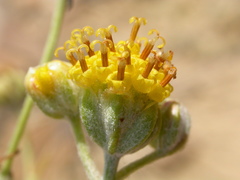 Hymenopappus filifolius polycephalus