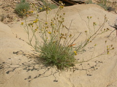 Hymenopappus filifolius polycephalus