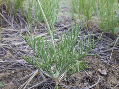 Hymenopappus filifolius polycephalus