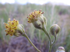 Hymenopappus filifolius polycephalus