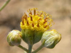 Hymenopappus filifolius polycephalus
