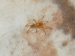 Dysderoidea
